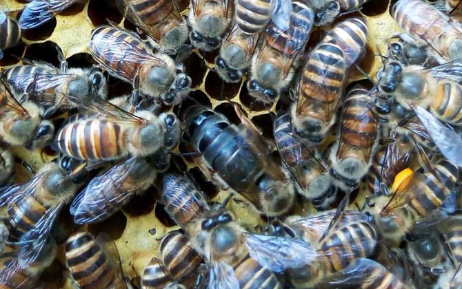 最簡(jiǎn)單有效的換王方法 換王