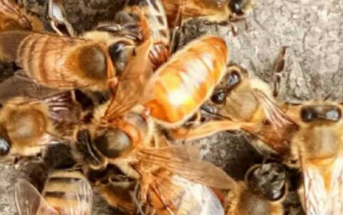 最簡(jiǎn)單有效的換王方法 換王