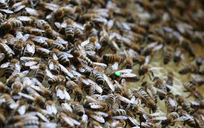 蜂群中的蜂后(蜂王)會飛嗎? 蜂后