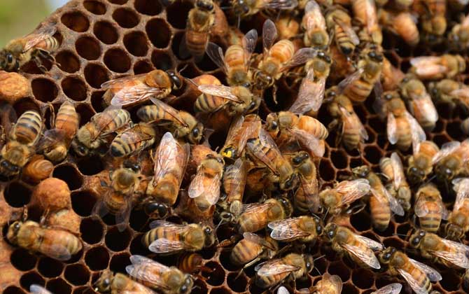 最安全的介入蜂王方法 蜂王