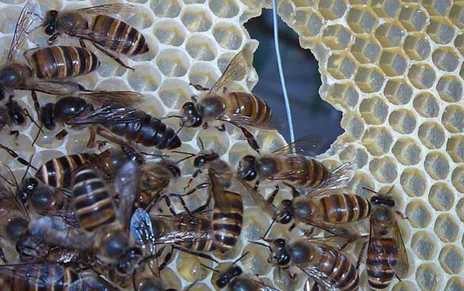 100只工蜂能養(yǎng)活蜂王嗎? 蜜蜂