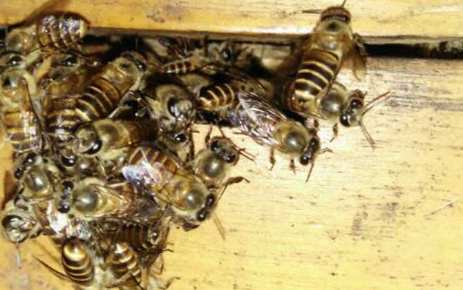 100只工蜂能養(yǎng)活蜂王嗎? 蜜蜂