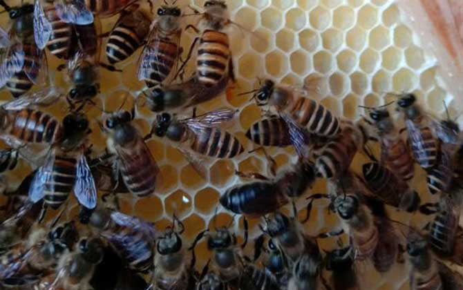 100只工蜂能養(yǎng)活蜂王嗎? 蜜蜂