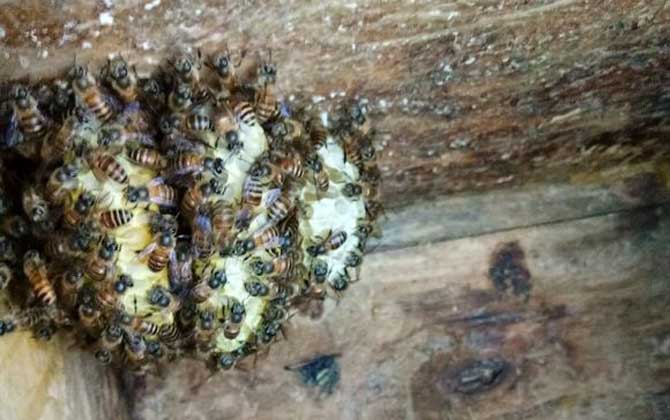 100只工蜂能養(yǎng)活蜂王嗎? 蜜蜂