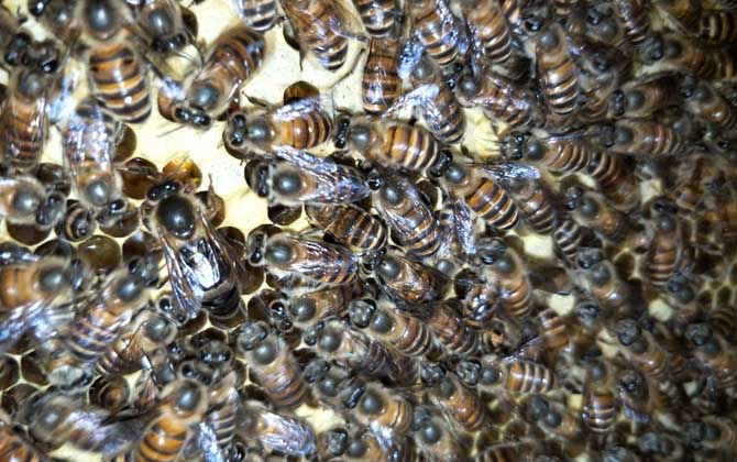 處女蜂王怎么處理才好? 蜂王