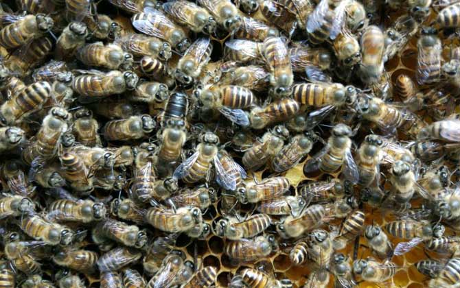 工蜂為什么會咬死蜂王? 蜂王