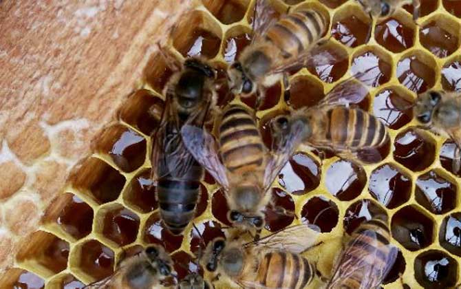 蜂王(蜂后)靠什么控制蜂群? 蜂王