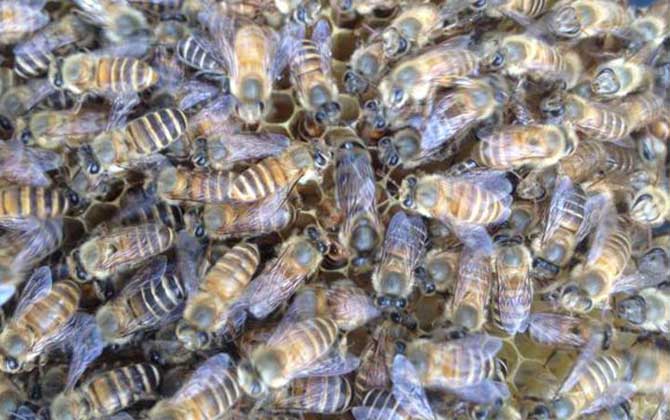 蜂王(蜂后)靠什么控制蜂群? 蜂王