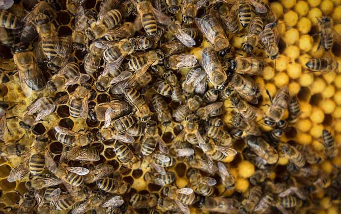 急造王臺出的蜂王好嗎? 急造王臺