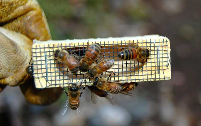 蜜蜂沒蜂王會造王臺嗎? 王臺