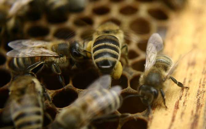 如何能讓蜜蜂急造王臺? 王臺