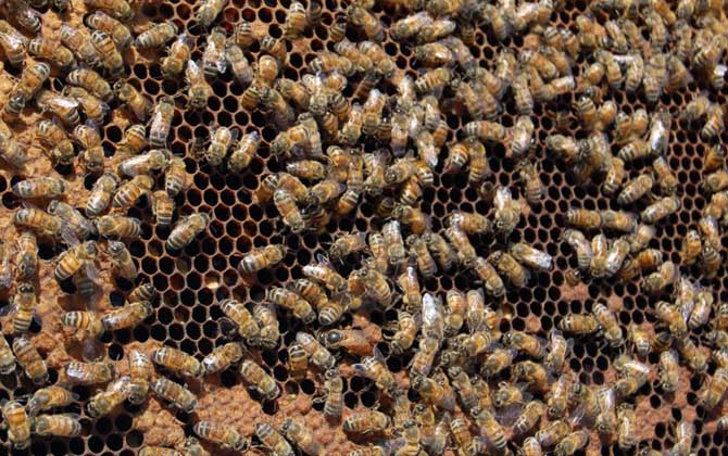 蜂王剪翅膀有影響嗎? 蜂王