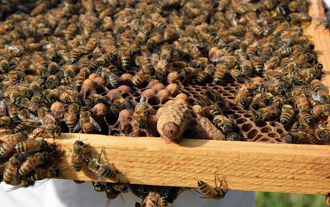 蜂王能剪翅膀嗎? 蜂王