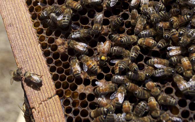 蜂王能剪翅膀嗎? 蜂王