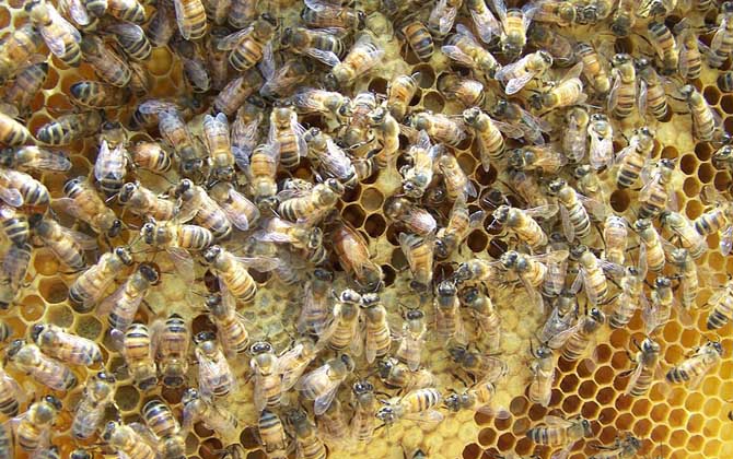 蜂王剪翅膀還會(huì)分蜂嗎? 蜂王