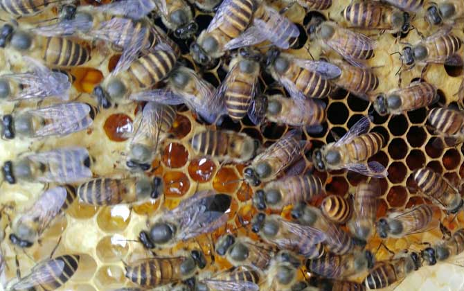 蜂王剪翅膀的好處有哪些? 蜂王