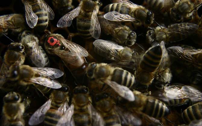 蜂王剪翅膀的壞處有哪些? 蜂王