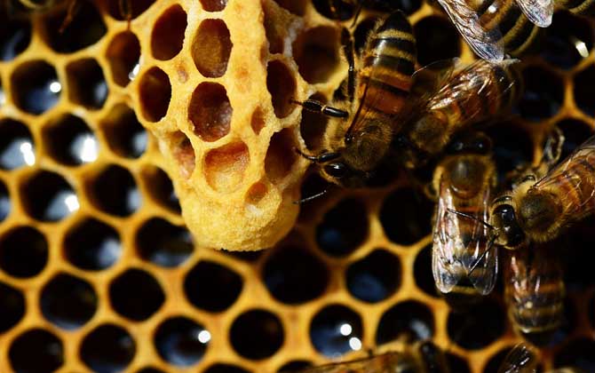 蜂王吃什么東西? 蜂王