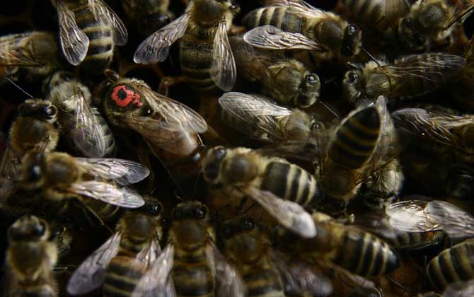 蜂王吃什么東西? 蜂王