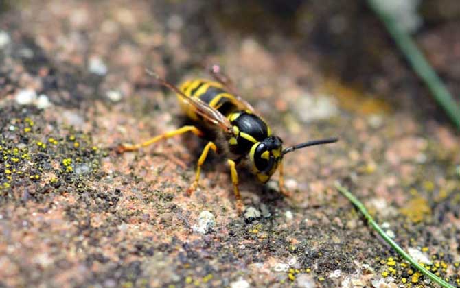 被馬蜂蟄了怎么處理最簡單? 馬蜂