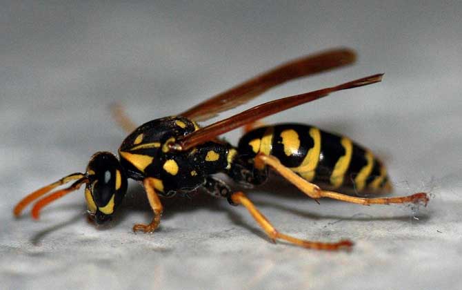 胡蜂、馬蜂、黃蜂、蜜蜂的區別 黃蜂