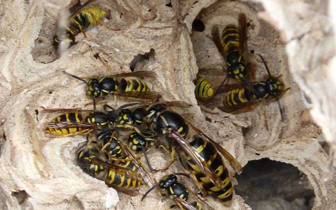 胡蜂和馬蜂的區別 胡蜂