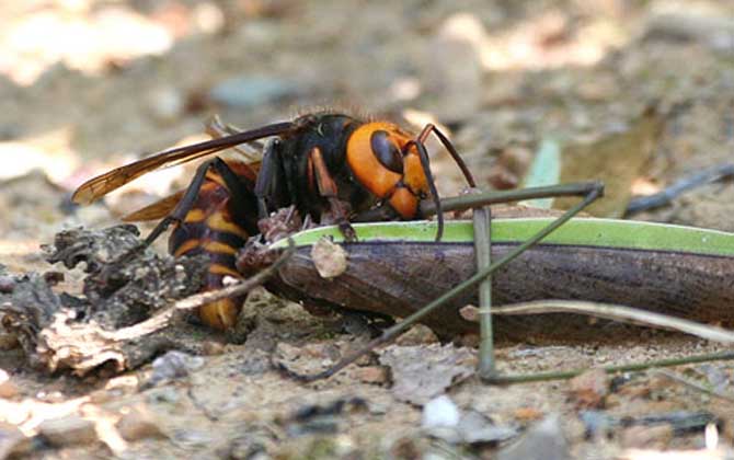 金環胡蜂能蟄死人嗎? 金環胡蜂