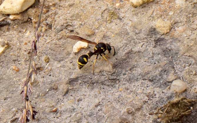 人工養殖馬蜂喂什么食物? 馬蜂