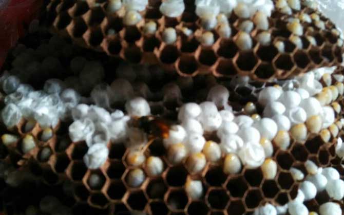 馬蜂窩價格多少錢一斤? 馬蜂窩