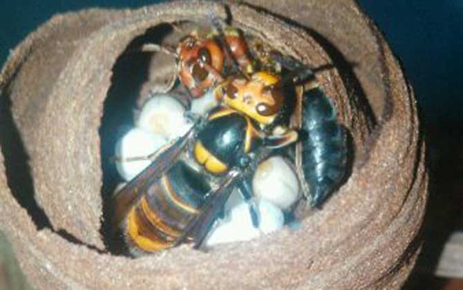 七里游胡蜂的毒性強嗎? 七里游胡蜂