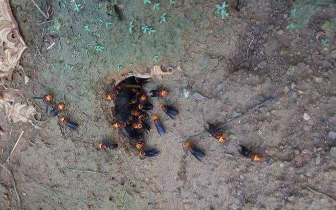 紅娘胡蜂的毒性強嗎? 紅娘胡蜂