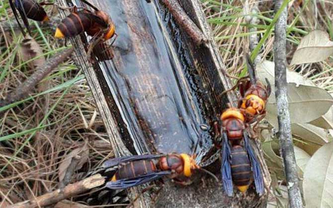 金環(huán)胡蜂的種類及圖片大全 大金環(huán)