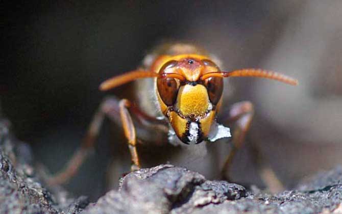 日本大黃蜂