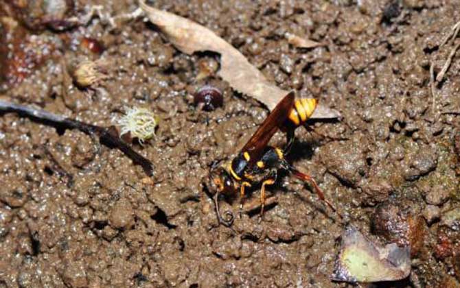 細腰蜂是益蟲還是害蟲? 細腰蜂