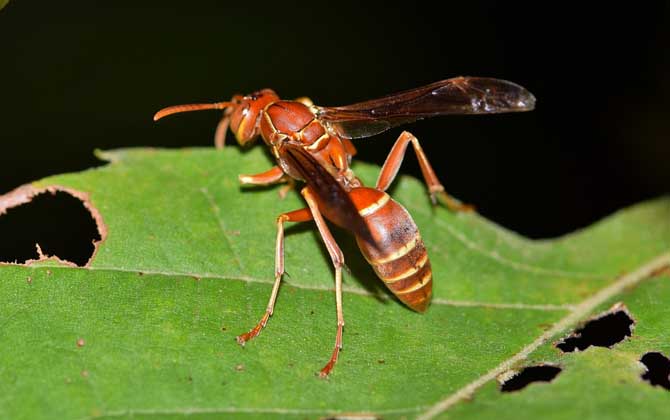 被馬蜂蟄后多久就安全了? 馬蜂