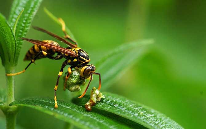 北方黃胡蜂