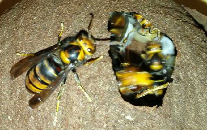 胡蜂(馬蜂)養(yǎng)殖前景怎么樣? 胡蜂養(yǎng)殖