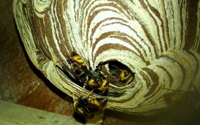 胡蜂(馬蜂)養(yǎng)殖前景怎么樣? 胡蜂養(yǎng)殖