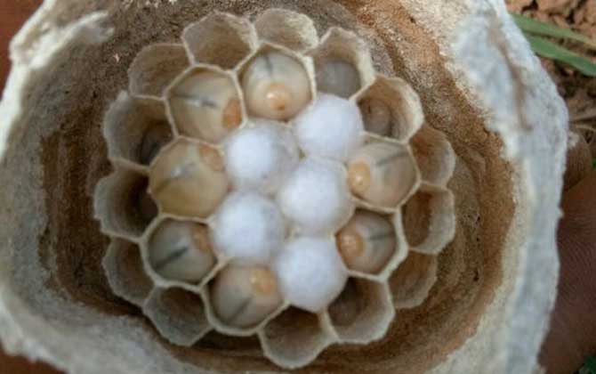 胡蜂(馬蜂)養(yǎng)殖前景怎么樣? 胡蜂養(yǎng)殖