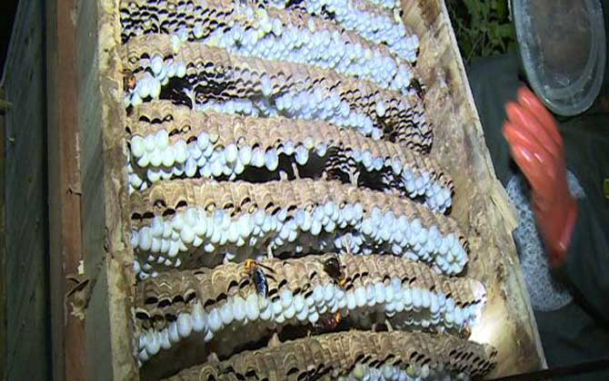 胡蜂(馬蜂)養殖技術及注意事項 胡蜂養殖
