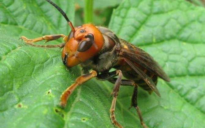 胡蜂的種類及圖片大全 金環(huán)胡蜂