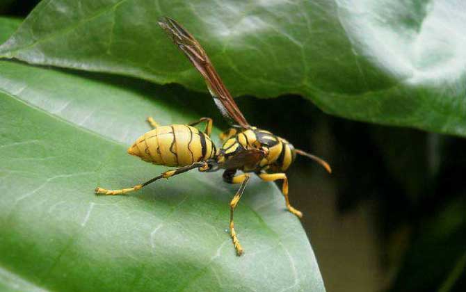 胡蜂的種類及圖片大全 長(zhǎng)腳胡蜂