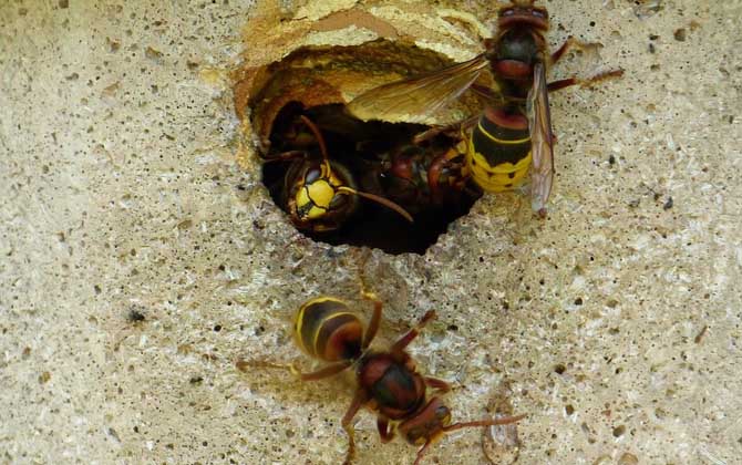 馬蜂真的會(huì)殺死蜜蜂嗎? 馬蜂