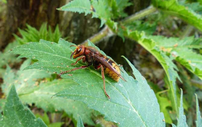 馬蜂真的會(huì)殺死蜜蜂嗎? 馬蜂