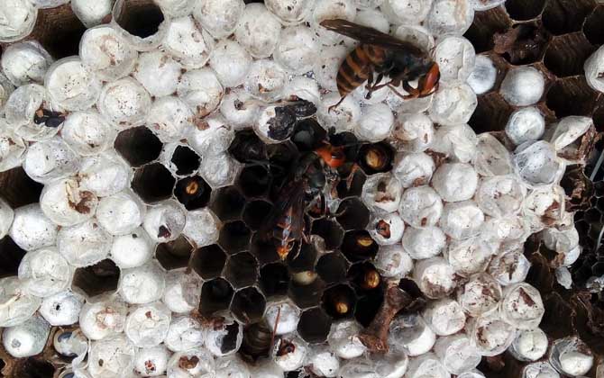 馬蜂的蜂窩里有蜂蜜嗎? 馬蜂