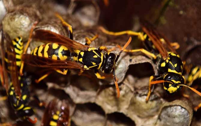 被馬蜂蟄了要觀察多久? 馬蜂