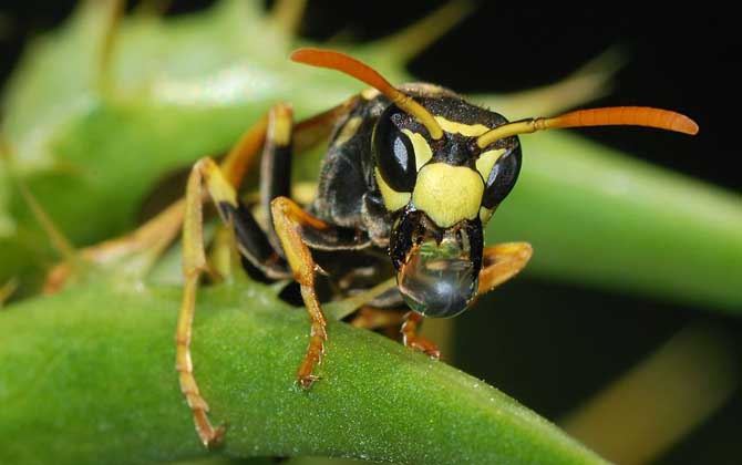 一窩胡蜂有多少只蜂王? 胡蜂