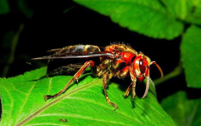 人頭蜂泡酒有什么功效? 人頭蜂