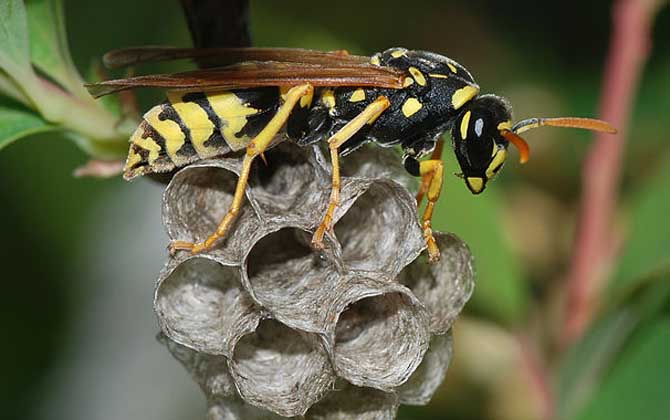 被馬蜂蟄了用醋還是肥皂水? 馬蜂