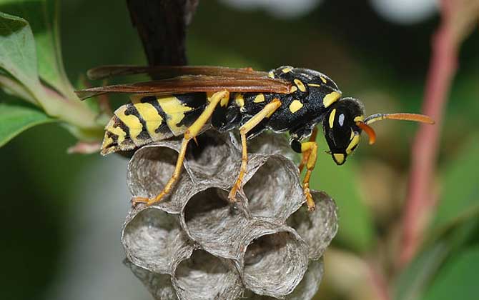 為什么馬蜂來(lái)我家筑巢? 馬蜂